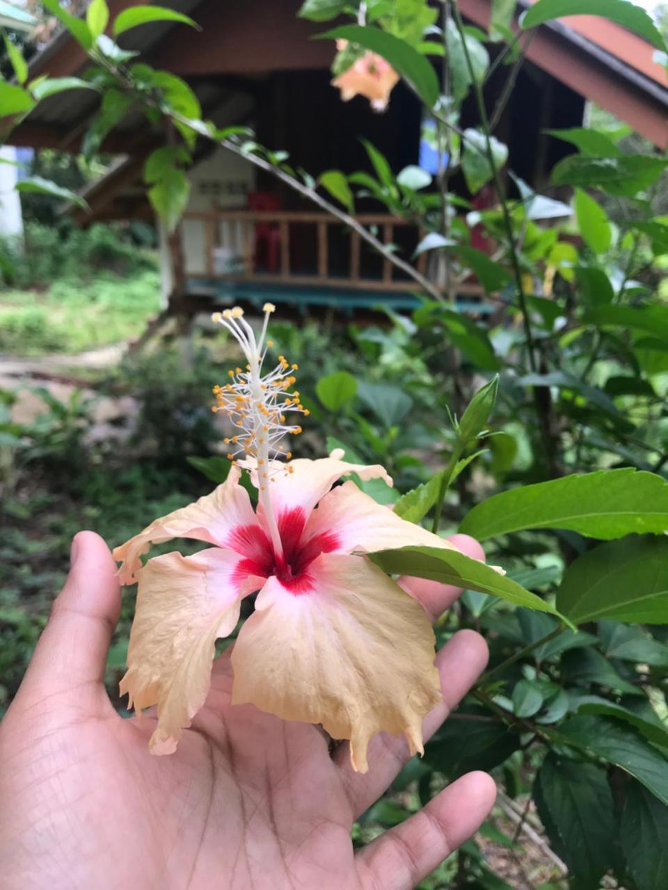 Rasta House,,Koh Phayam Hotel Buitenkant foto
